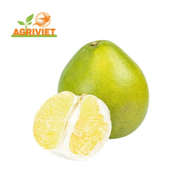 Bưởi