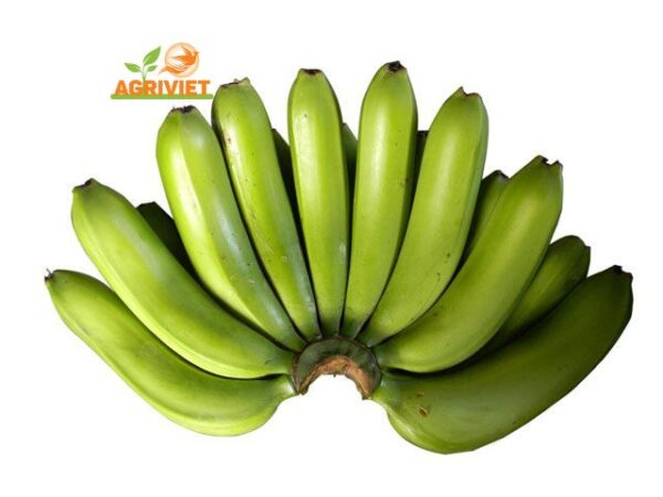 Chuối Già Nam Mỹ