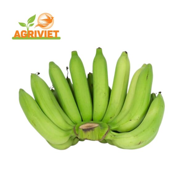 Chuối Già Nam Mỹ