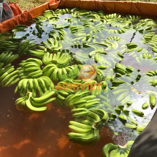 Chuối Già Nam Mỹ - Hình ảnh 5