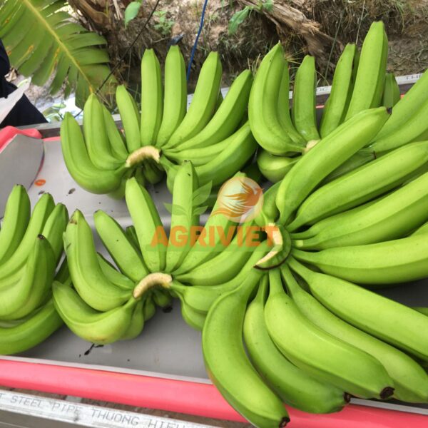 Chuối Già Nam Mỹ - Hình ảnh 3