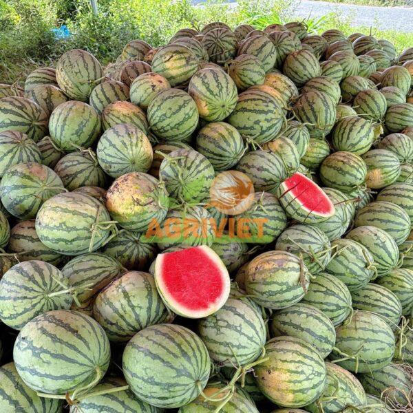 Dưa Hấu Ruột Đỏ Không Hạt - Hình ảnh 5