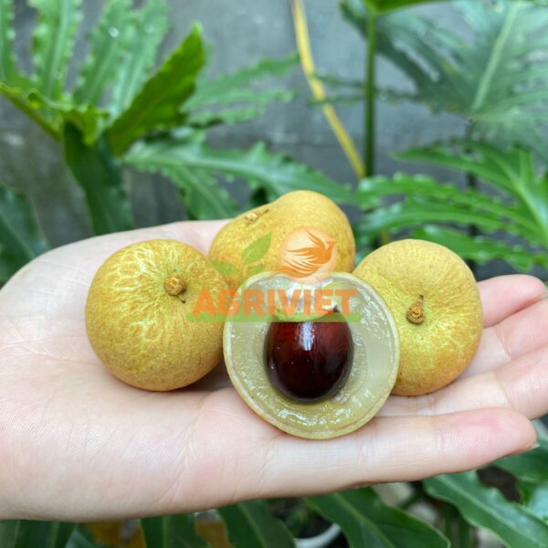 Nhãn - Hình ảnh 2
