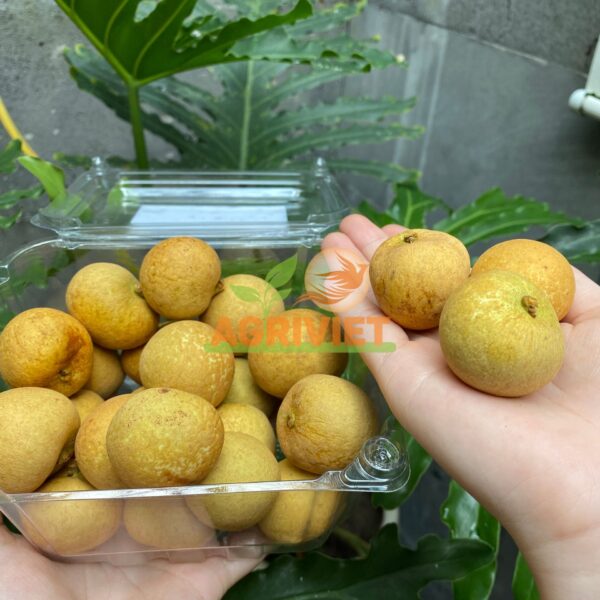 Nhãn - Hình ảnh 3
