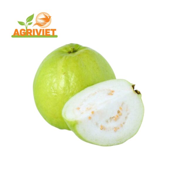 Ổi Ruột Trắng