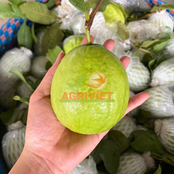 Ổi Ruột Trắng - Hình ảnh 3
