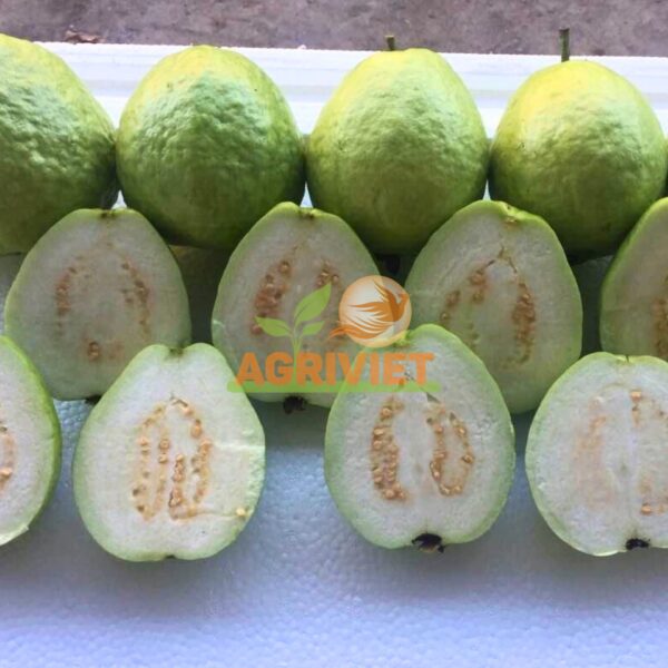 Ổi Ruột Trắng - Hình ảnh 5