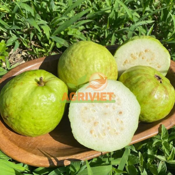 Ổi Ruột Trắng - Hình ảnh 2