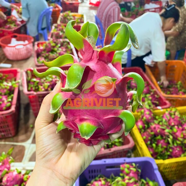 Thanh Long Ruột Đỏ - Hình ảnh 2