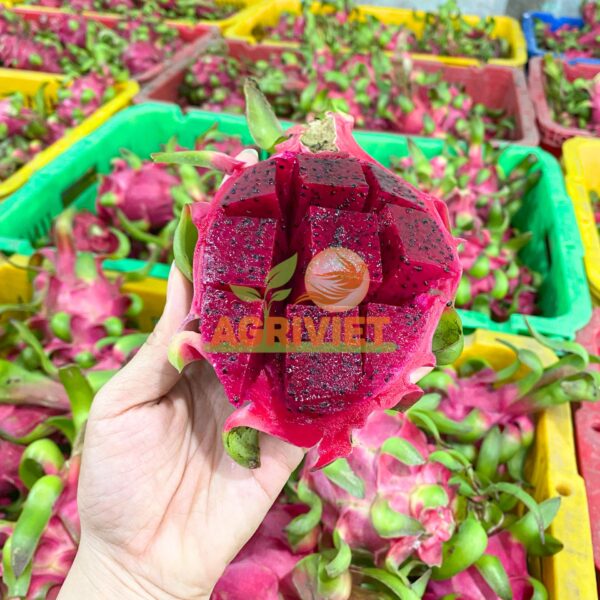 Thanh Long Ruột Đỏ - Hình ảnh 3