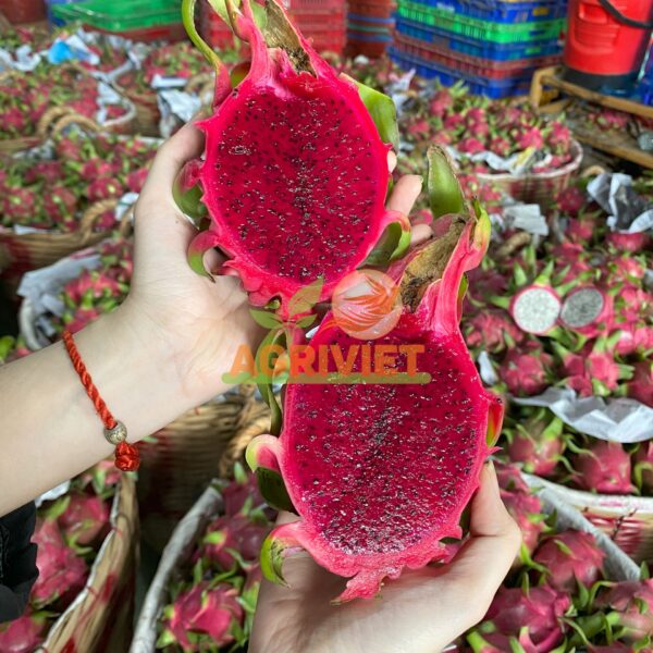 Thanh Long Ruột Đỏ - Hình ảnh 4
