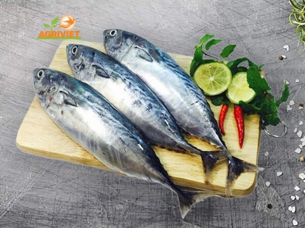 Cá Ngừ Vằn