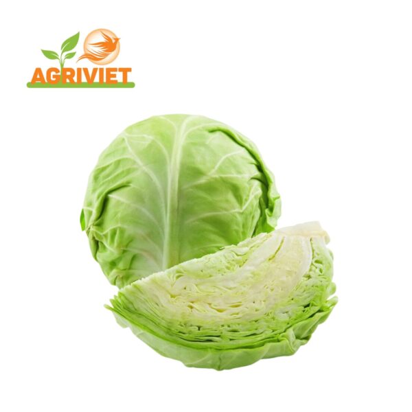 Bắp Cải