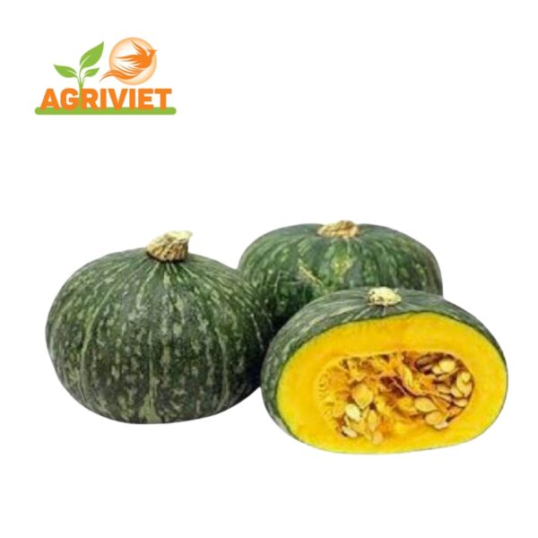 Bí Đỏ