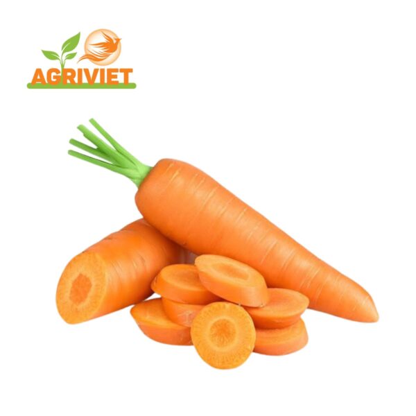 Cà Rốt