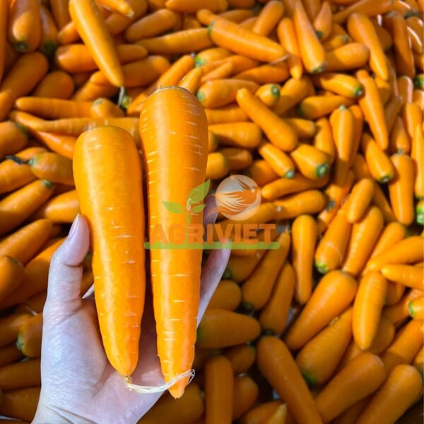 Cà Rốt - Hình ảnh 2