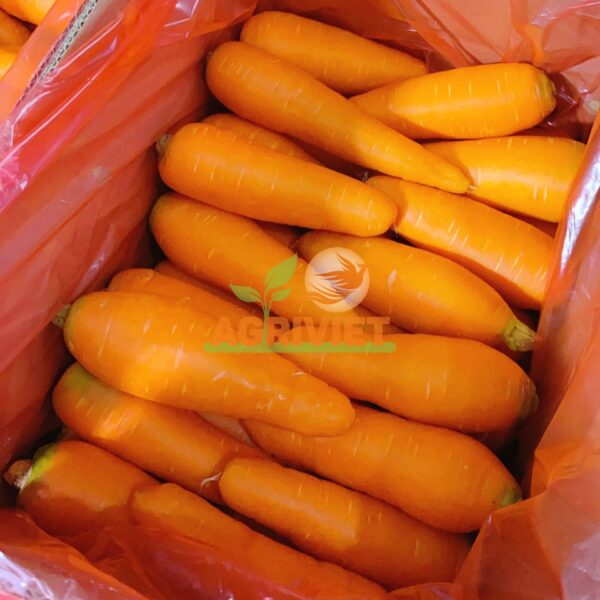 Cà Rốt - Hình ảnh 3