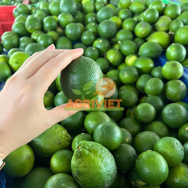Chanh Có Hạt - Hình ảnh 3