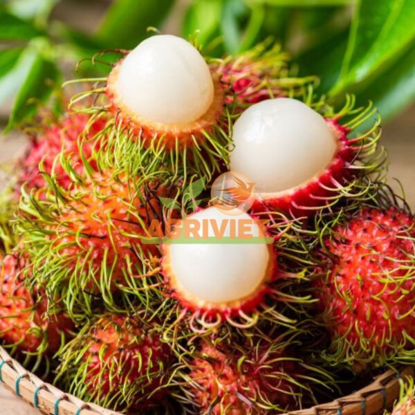 Chôm Chôm - Hình ảnh 2