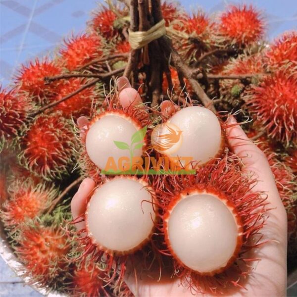 Chôm Chôm - Hình ảnh 3
