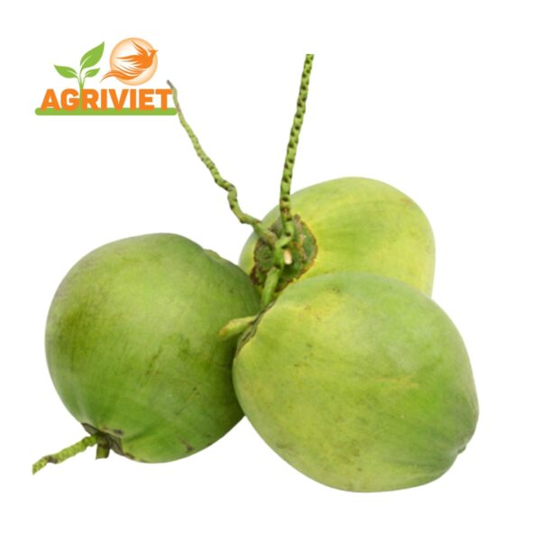 Dừa