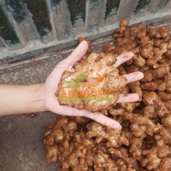 Gừng - Hình ảnh 3