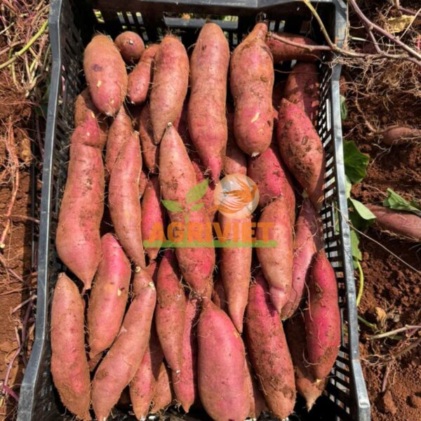 Khoai Lang Nhật - Hình ảnh 4