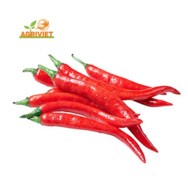 Ớt Chỉ Thiên