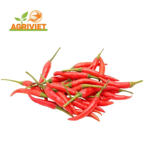 Ớt Chỉ Thiên