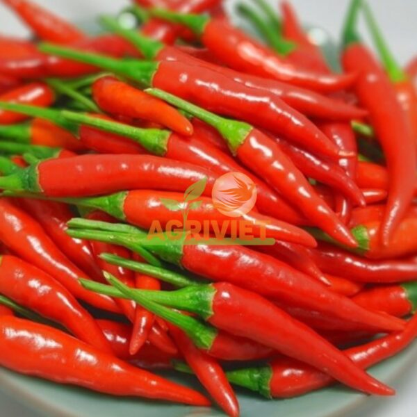 Ớt Chỉ Thiên - Hình ảnh 5