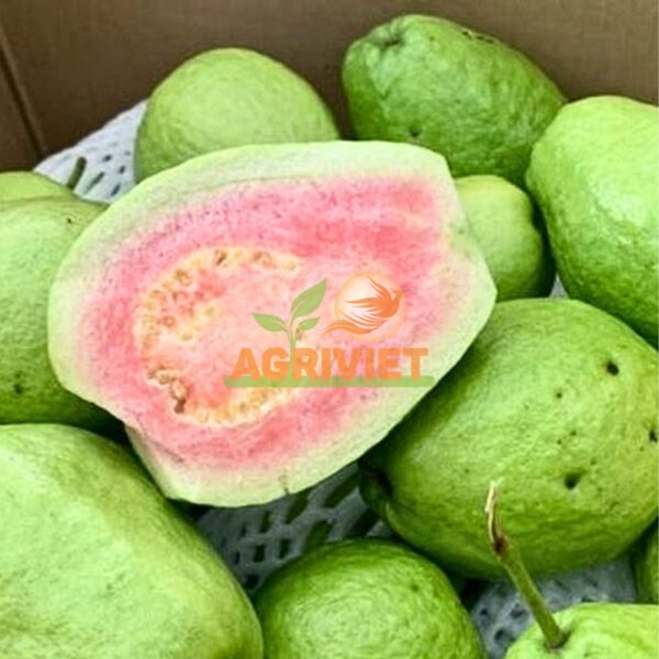 Ổi Ruby Ruột Hồng - Hình ảnh 4