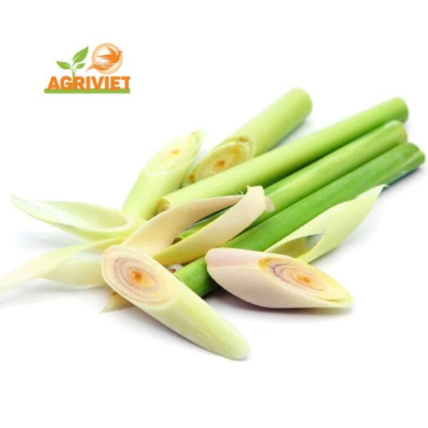 Cây Xả