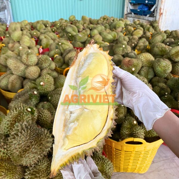 Sầu Riêng - Hình ảnh 2