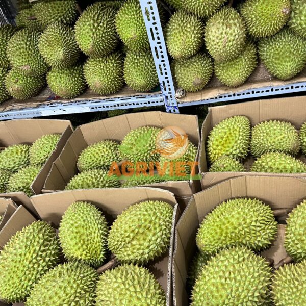 Sầu Riêng - Hình ảnh 3