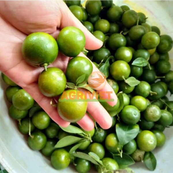 Tắc - Hình ảnh 2